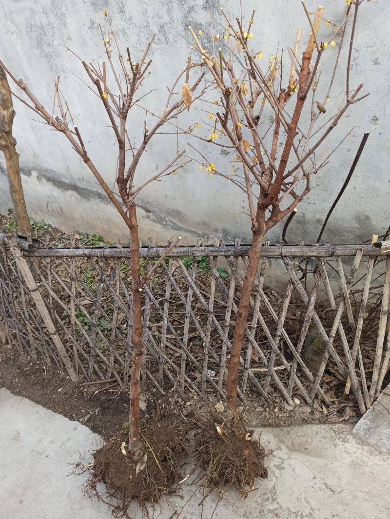 优质腊梅3—6公分（最后三百棵全部低价处理，价格可议）