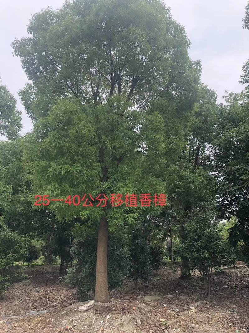 香樟