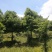 香樟