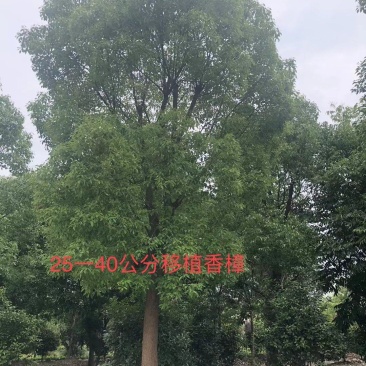 香樟