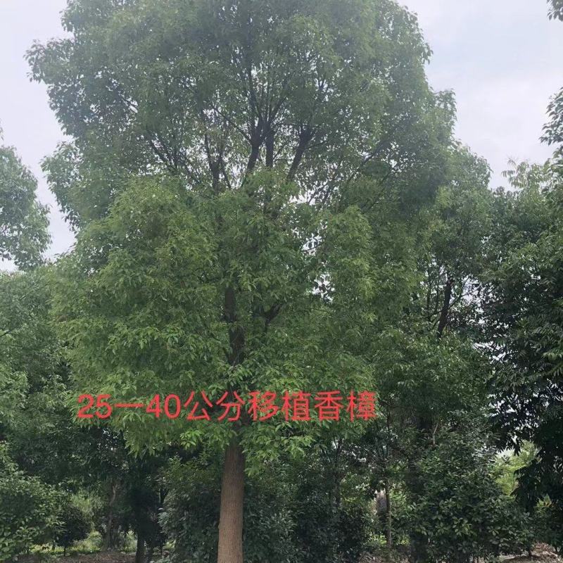 香樟