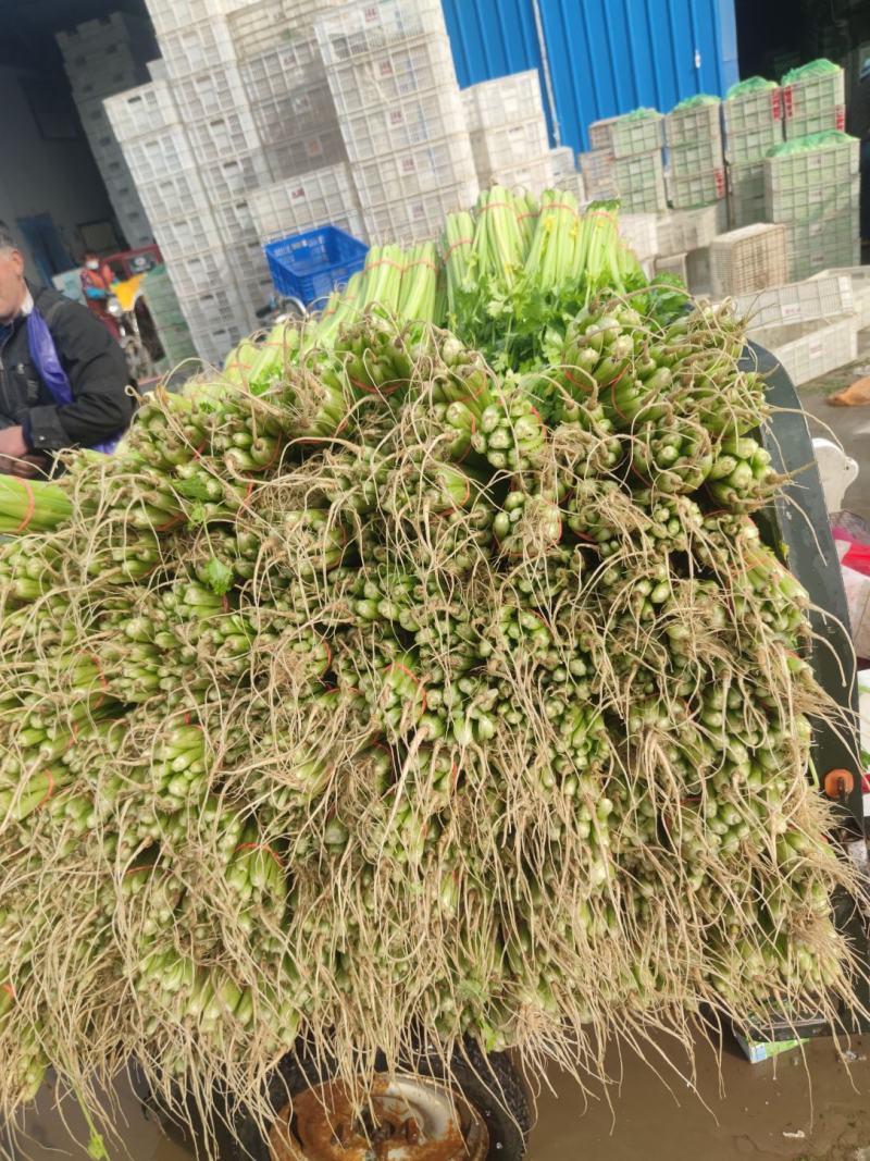 山东聊城香芹优质山芹菜水芹大量上市全年有货欢迎随时联系