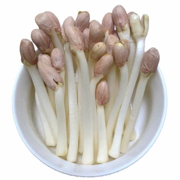芽苗菜