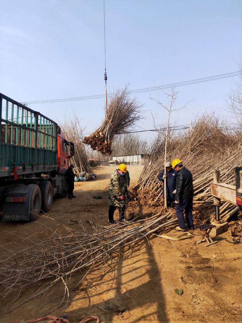 银杏基地自产自销低价出售银杏小苗，价格优惠。