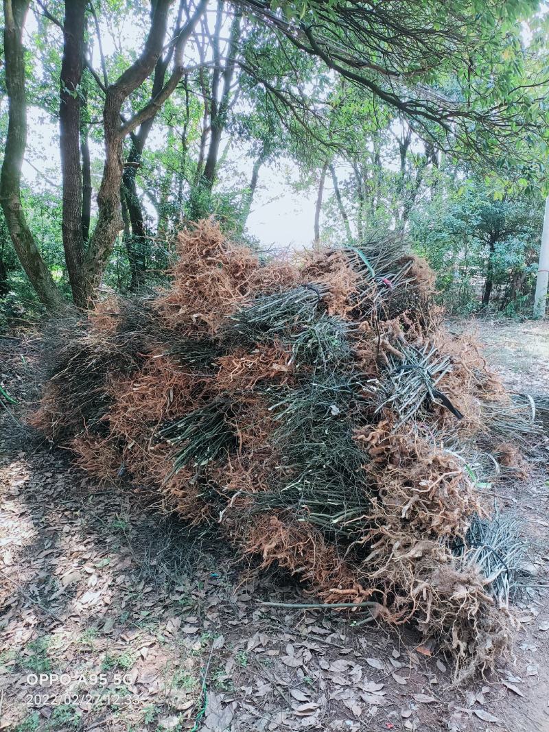 岗梅苗