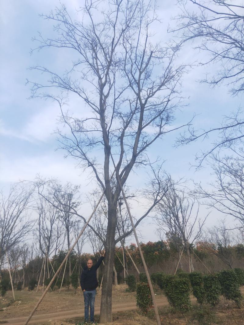 朴树，绿化工程风景树，大小规格齐全，