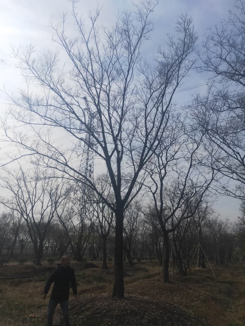 朴树，绿化工程风景树，大小规格齐全，