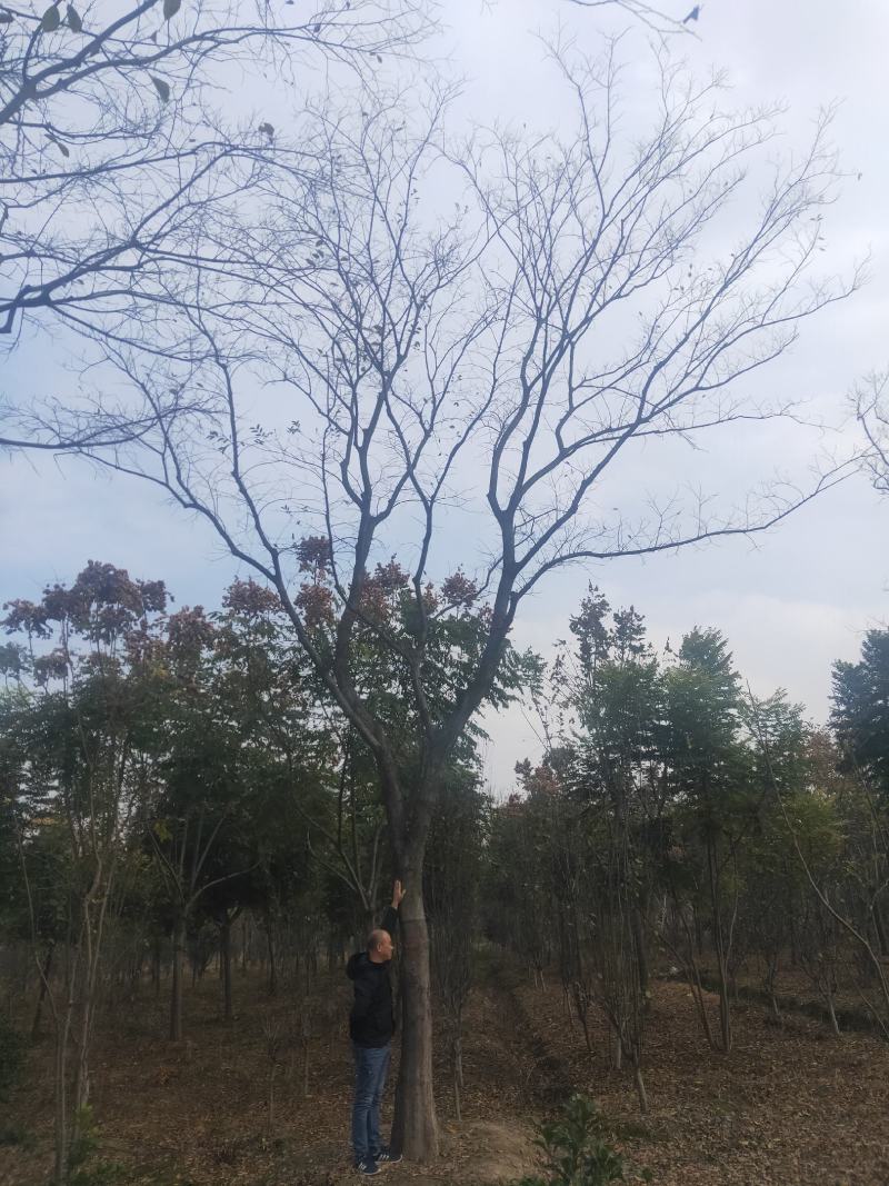 朴树，绿化工程风景树，大小规格齐全，