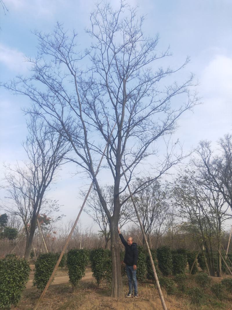 朴树，绿化工程风景树，大小规格齐全，