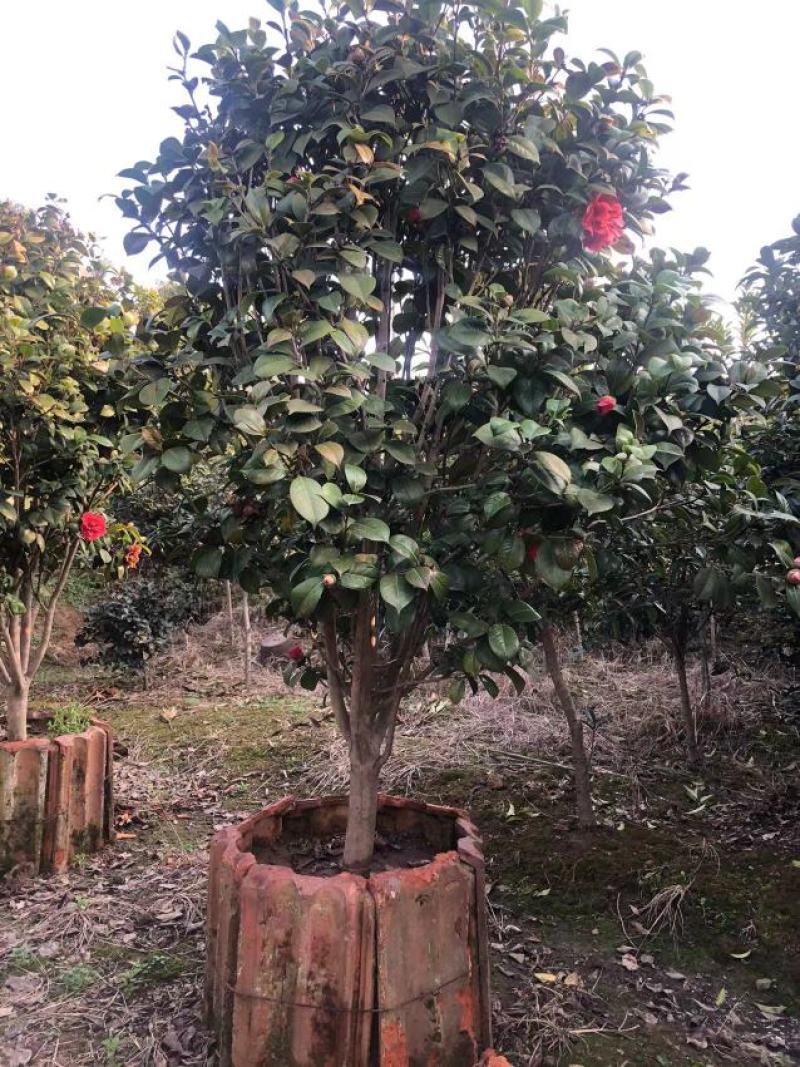 茶花金华山茶花，大颗南北种植。土球占地观赏