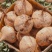广东凉薯土瓜农家现挖现发质量保证当季新鲜大量货豆薯地瓜