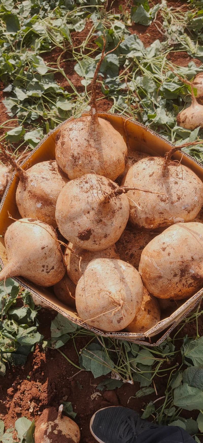 广东凉薯土瓜农家现挖现发质量保证当季新鲜大量货豆薯地瓜