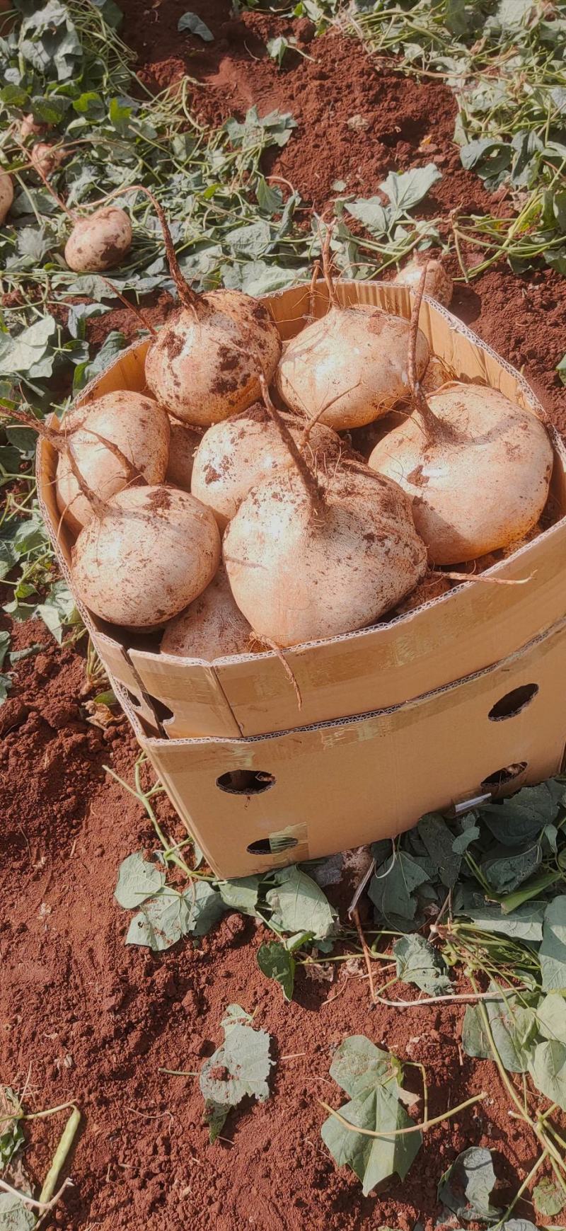 广东凉薯土瓜农家现挖现发质量保证当季新鲜大量货豆薯地瓜