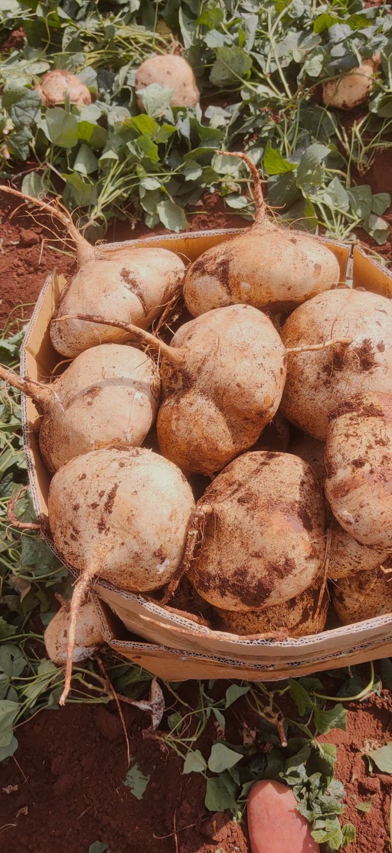 广东凉薯土瓜农家现挖现发质量保证当季新鲜大量货豆薯地瓜