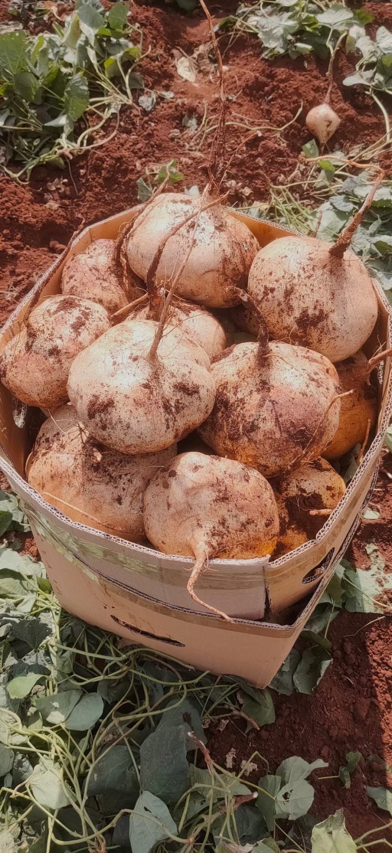 广东凉薯土瓜农家现挖现发质量保证当季新鲜大量货豆薯地瓜
