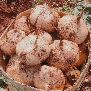 广东凉薯土瓜农家现挖现发质量保证当季新鲜大量货豆薯地瓜