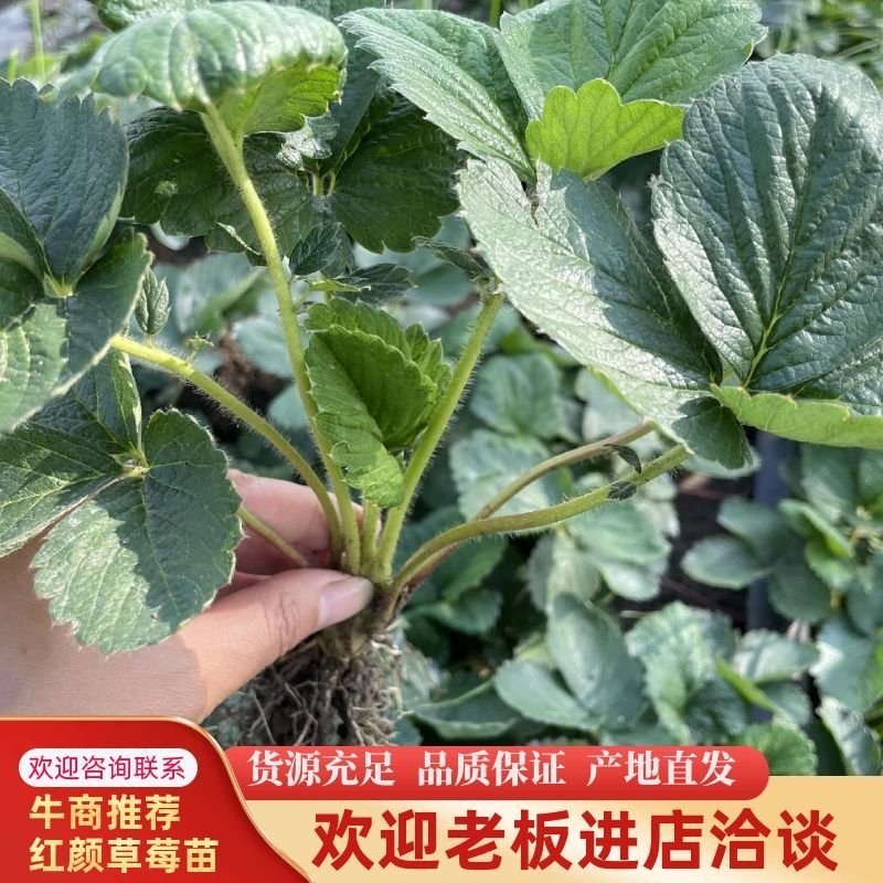 红颜久香随珠宁玉穴盘种苗，裸根成活率高，草莓苗