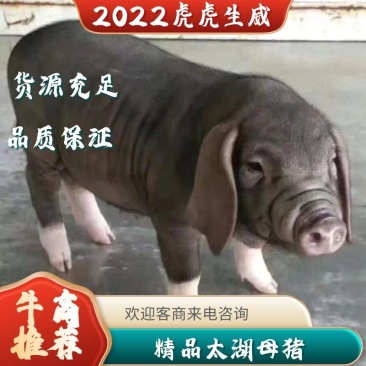 山东太湖母猪太湖母猪原种买十头送一头公猪包发情