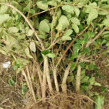 金银花一年苗