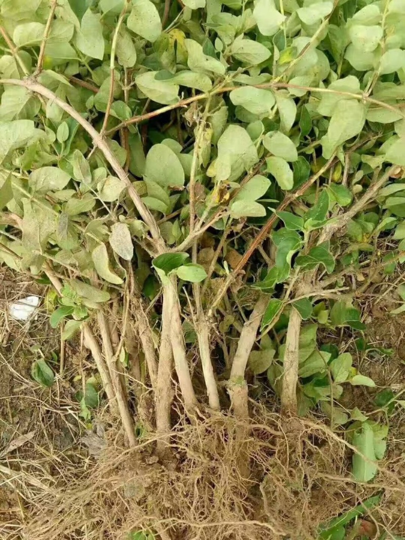 金银花一年苗