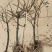 金银花一年苗