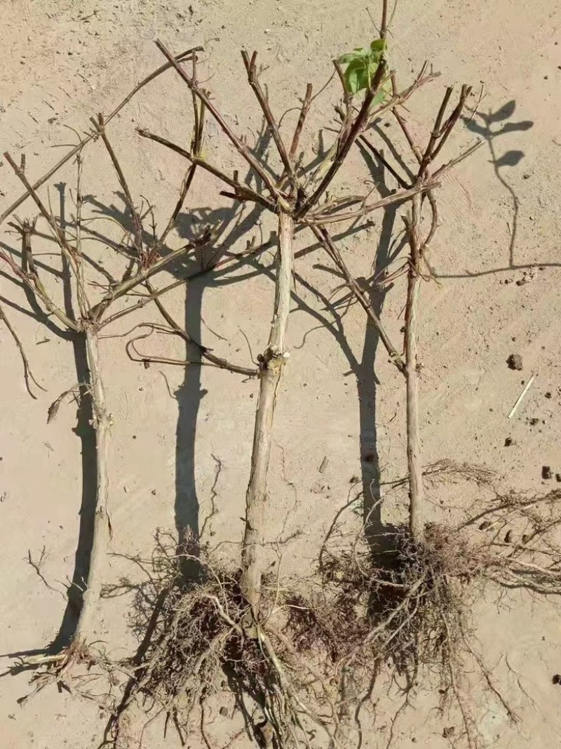 金银花一年苗