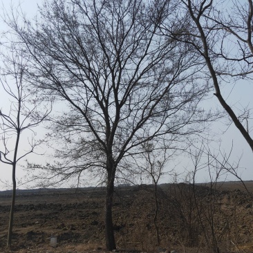 乌桕，绿化工程风景树，原生，截杆发冒大小规格齐全，