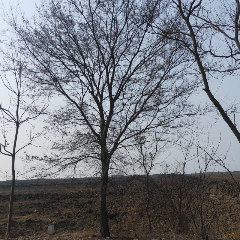乌桕，绿化工程风景树，原生，截杆发冒大小规格齐全，