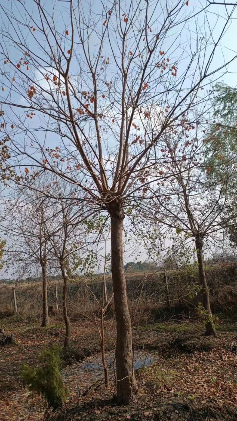 乌桕，绿化工程风景树，原生，截杆发冒大小规格齐全，
