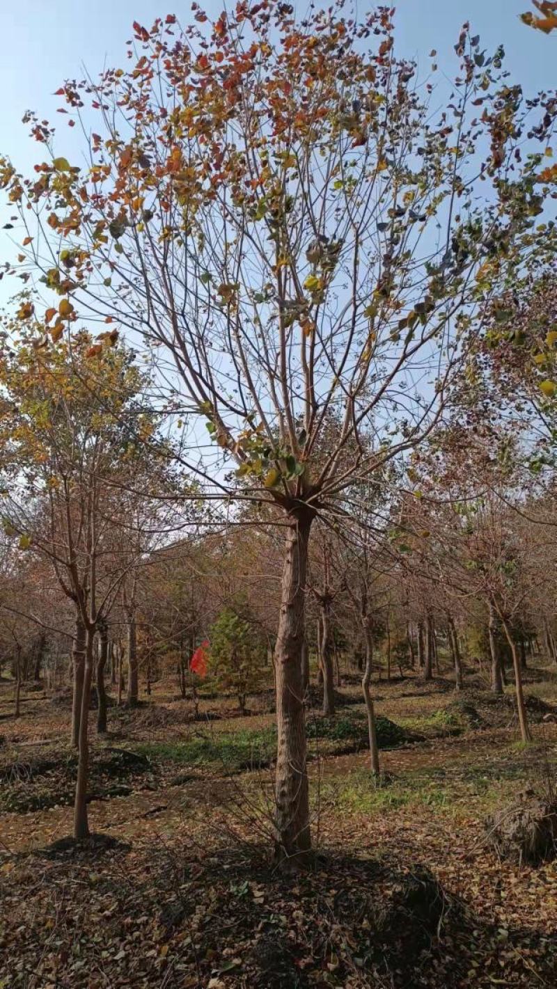 乌桕，绿化工程风景树，原生，截杆发冒大小规格齐全，