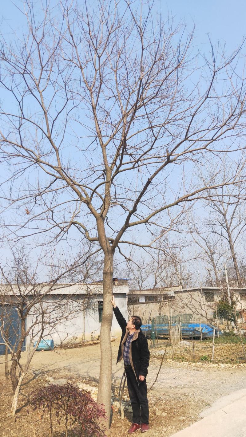乌桕，绿化工程风景树，原生，截杆发冒大小规格齐全，