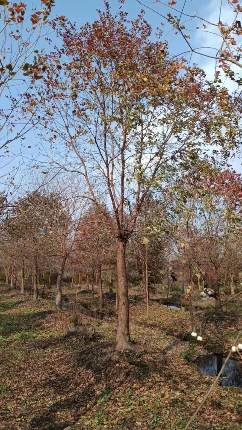 乌桕，绿化工程风景树，原生，截杆发冒大小规格齐全，