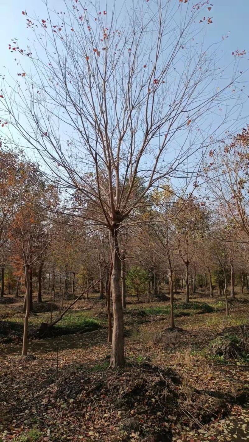 乌桕，绿化工程风景树，原生，截杆发冒大小规格齐全，