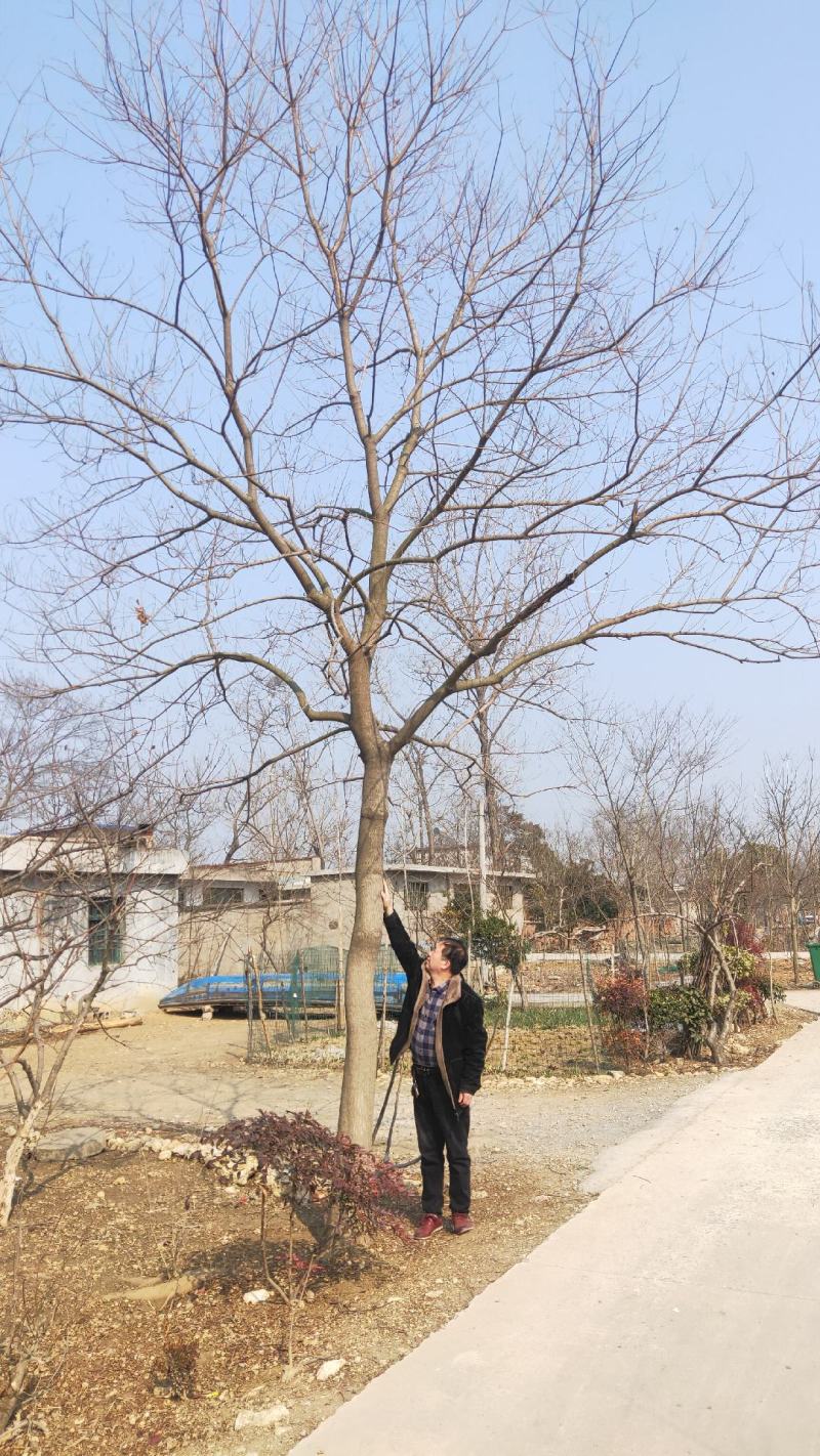 乌桕，绿化工程风景树，原生，截杆发冒大小规格齐全，