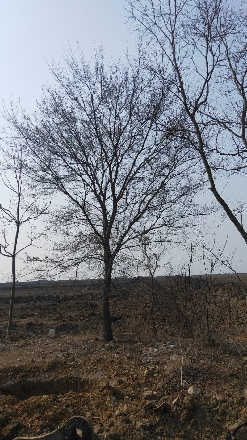 乌桕，绿化工程风景树，原生，截杆发冒大小规格齐全，