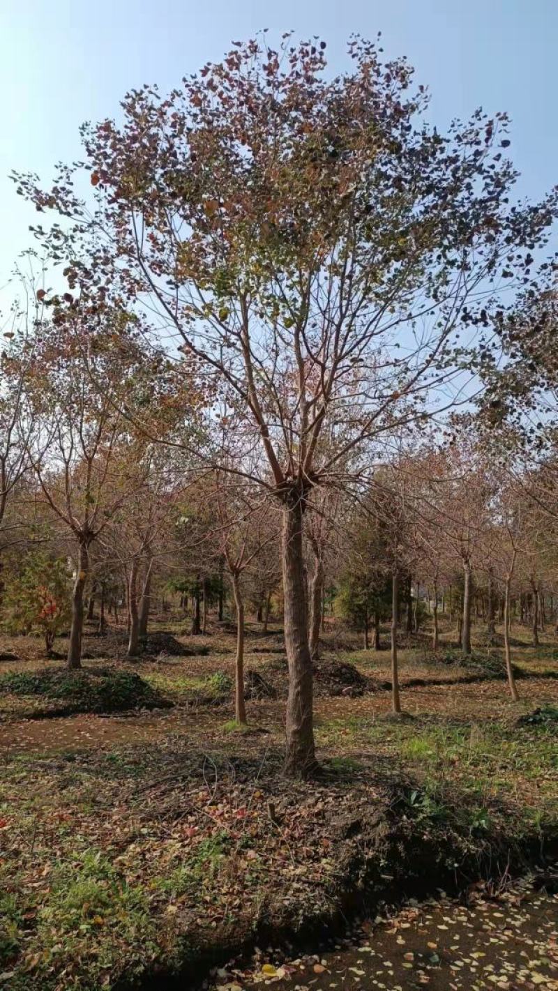 乌桕，绿化工程风景树，原生，截杆发冒大小规格齐全，
