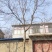 乌桕，绿化工程风景树，原生，截杆发冒大小规格齐全，
