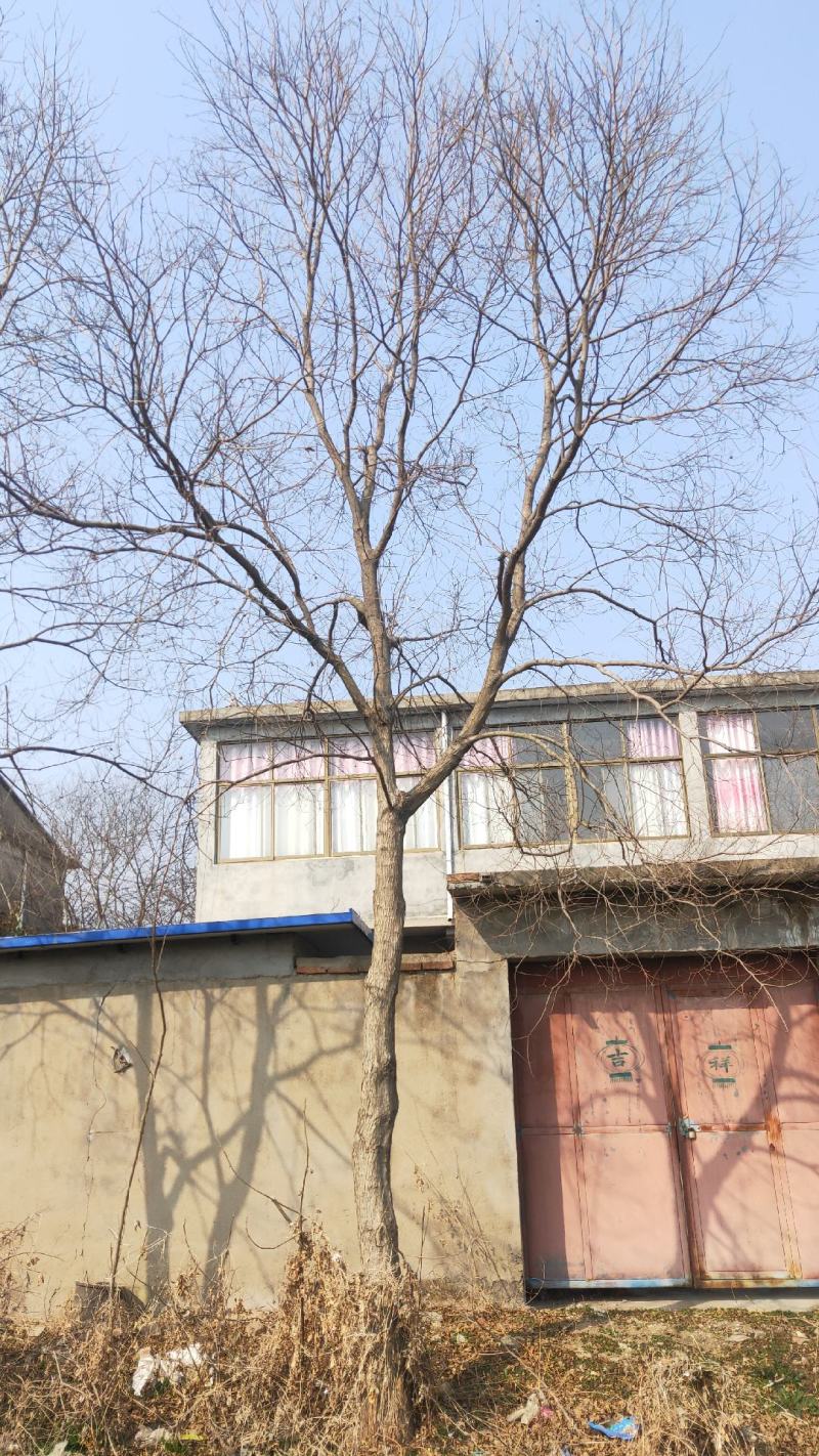 乌桕，绿化工程风景树，原生，截杆发冒大小规格齐全，