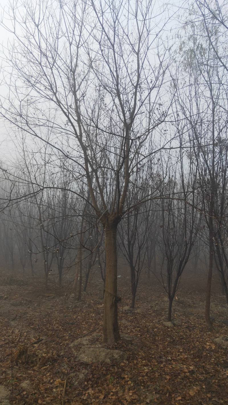 乌桕，绿化工程风景树，原生，截杆发冒大小规格齐全，