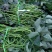 脱毒大田西瓜红薯苗，脱毒商薯19红薯苗（大田苗）