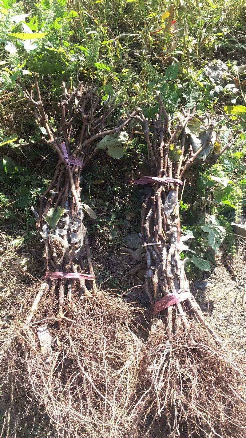 嫁接扦插苗天山当年结葡萄苗南方北方种植新品种盆栽地栽葡萄