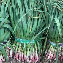 湖北钟祥蒜苗蒜苔万亩基地供应，红根蒜苗，欢迎前来采购