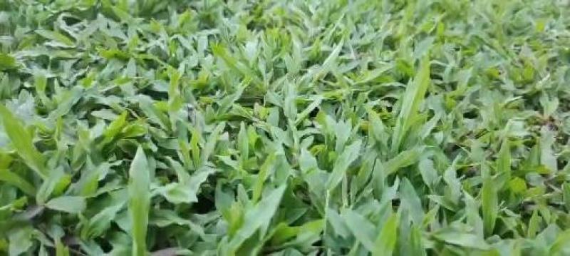 自产自销绿化台湾草，大叶油草铲地专卖物美价廉