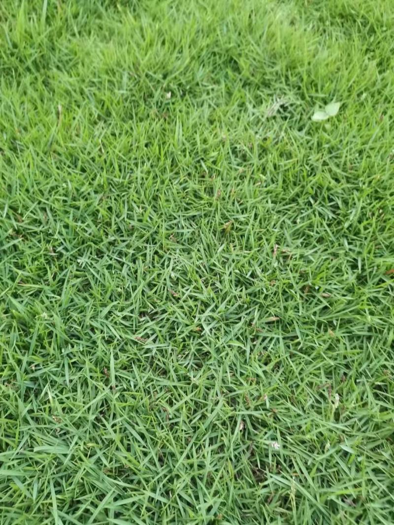 自产自销绿化台湾草，大叶油草铲地专卖物美价廉