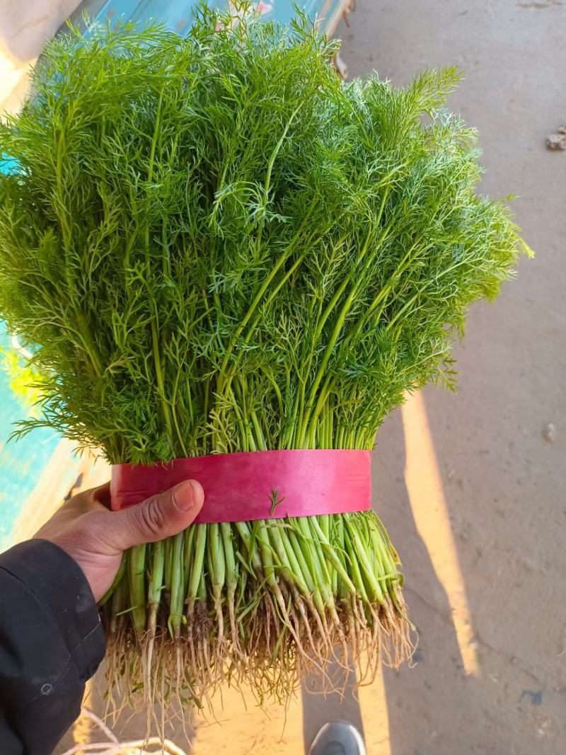 茴香，(色绿、匀实、干巴)，做活整齐，欢迎采购有拔根茴香