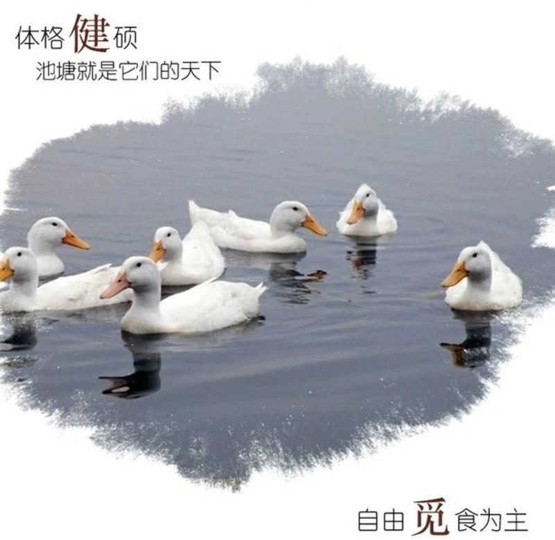 白条鸭烧鸭专用无淤血无破损无黑头的冰鲜雨花鸭