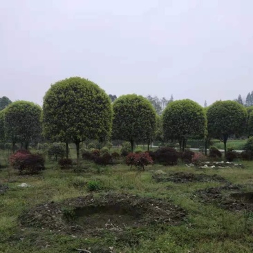 桂花，供应每个品种桂花，规格齐全，高低杆大小规格齐全，