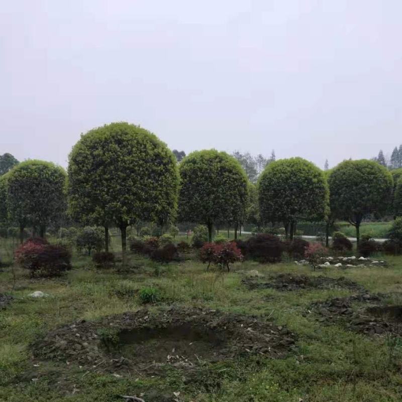 桂花，供应每个品种桂花，规格齐全，高低杆大小规格齐全，