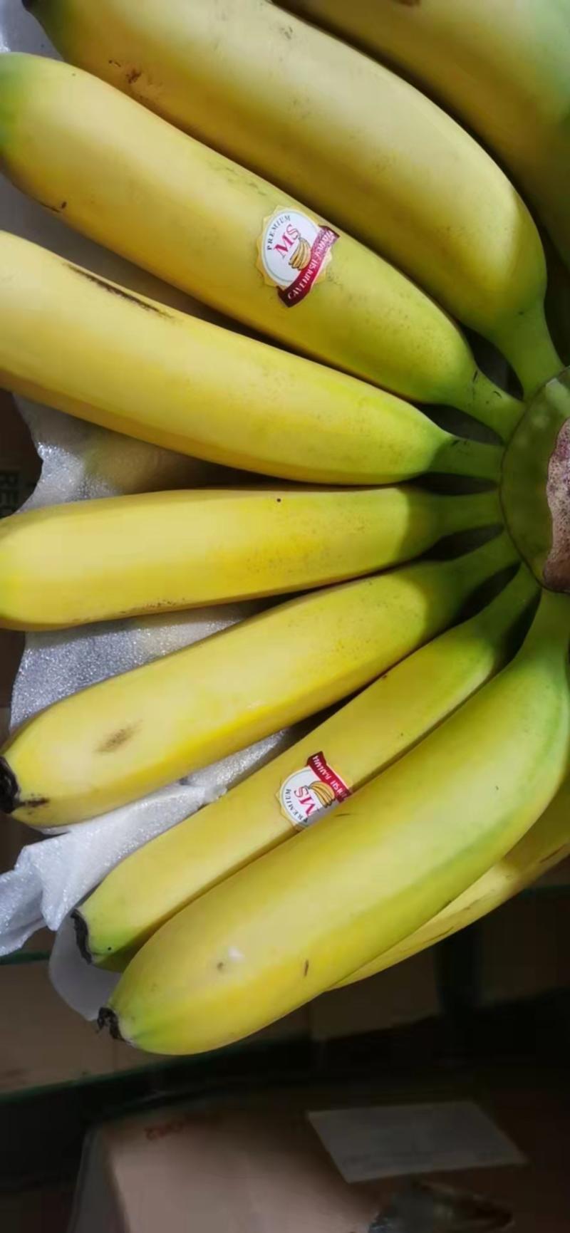 菲律宾进口青蕉二黄蕉！一手货源！大量现货！质量有保证