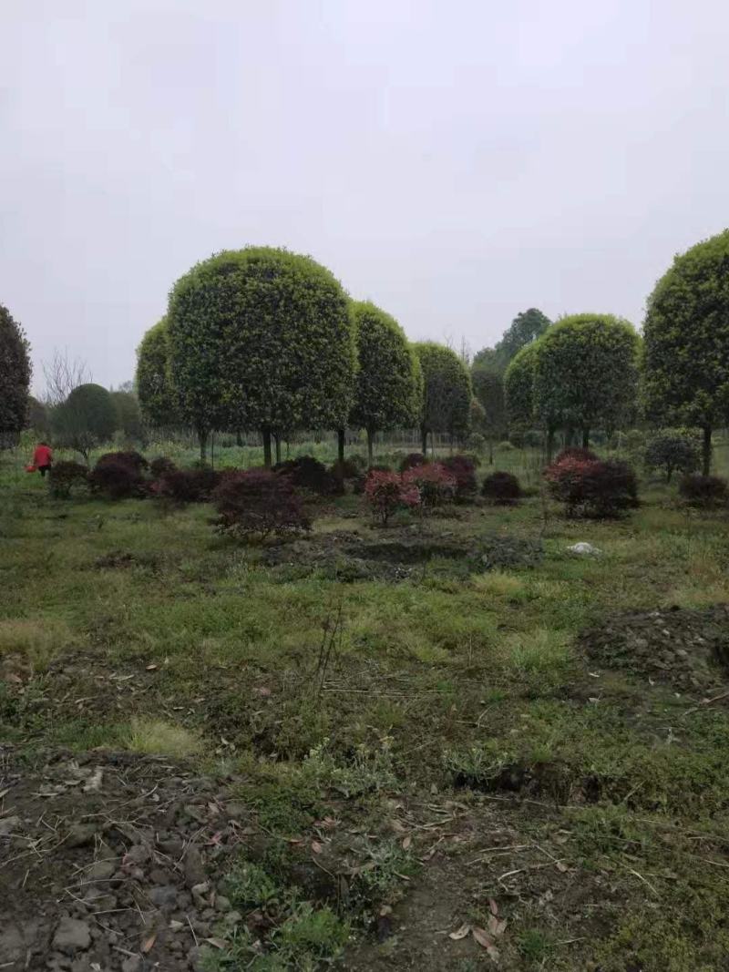 桂花，供应每个品种桂花，规格齐全，高低杆大小规格齐全，